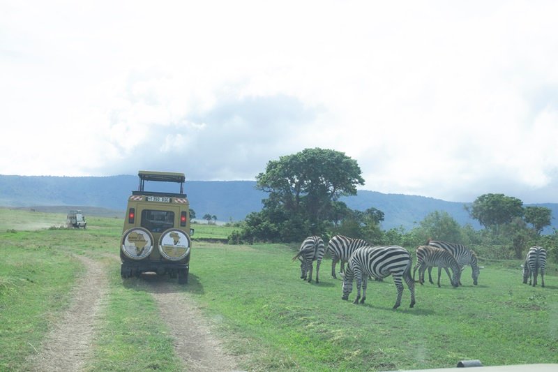 1 Day Private Safari from Moshi – Tanzania 2025 Budget Tour 2025 - 2026